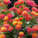 10 Bright Pink Lantana Live Plants for Planting Outdoors, Lantana Plants Live, Lantana Bush, Perennial Flowering