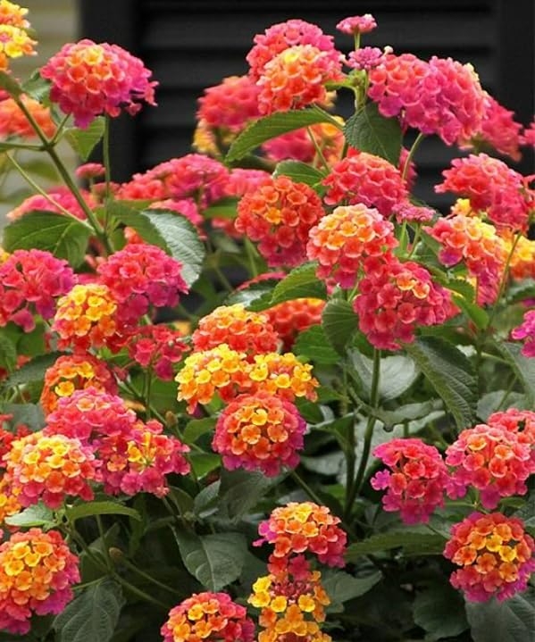 10 Bright Pink Lantana Live Plants for Planting Outdoors, Lantana Plants Live, Lantana Bush, Perennial Flowering