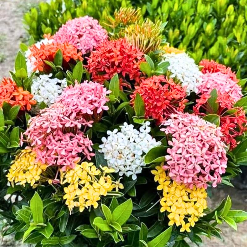 2 Mix Ixora Live Plants, Well-Rooted Flowering Ixora Shrub Seedlings, 4-9” Tall, Tropical Ixora Bush for Indoor or Outdoor Garden