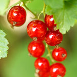 Currant Plant Live, Red Currant Bush Live Plant for Planting, 6 to 8 Inc Tall (Red)