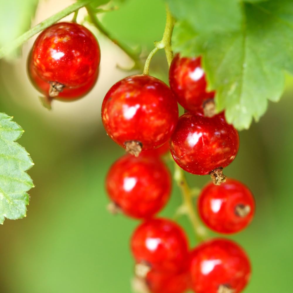 Currant Plant Live, Red Currant Bush Live Plant for Planting, 6 to 8 Inc Tall (Red)