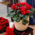 2 Red Cyclamen Plants Live in 4" Pot, Already Bloom in Vibrant Color, Easy to Care for Indoor or Garden Flowering Houseplant