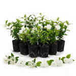 2 Mix Jasmine Live Plants, Fragrant Flowering Shrubs, 4-6" Tall