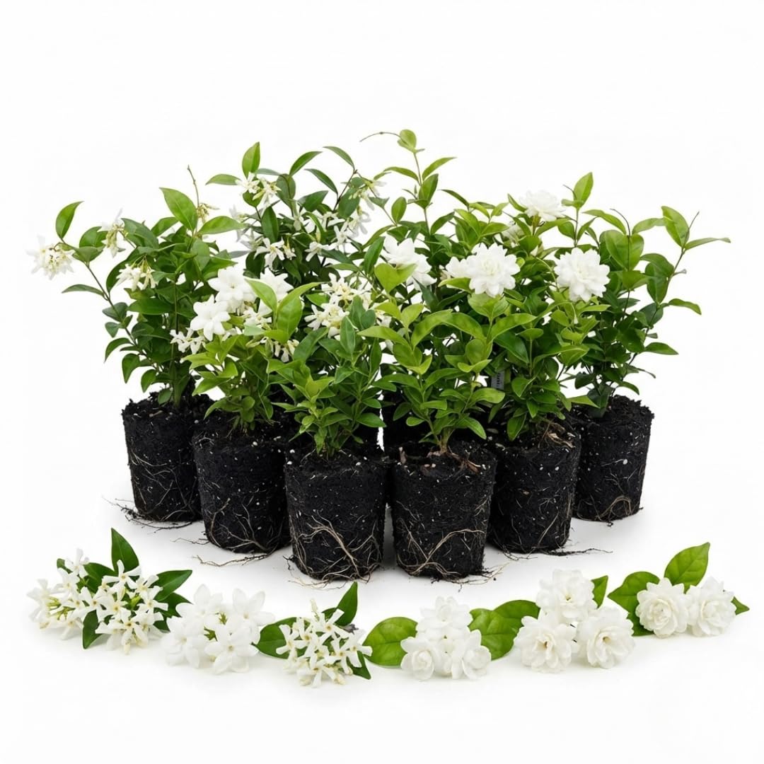 2 Mix Jasmine Live Plants, Fragrant Flowering Shrubs, 4-6" Tall