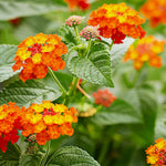 Set 4 Trailing Lantana Plants Live for Planting, Fragrant Lantana Live Plant to Grow Indoor Outdoor, Lantana Flowers Perennial, 4-8" Tall (Orange Lantana)