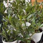 Live Bay Laurel Plant 4-8 Inch Tall, Fragrant Bay Leaf Tree Well Rooted, 8 Months Old Bay Leaves Plant