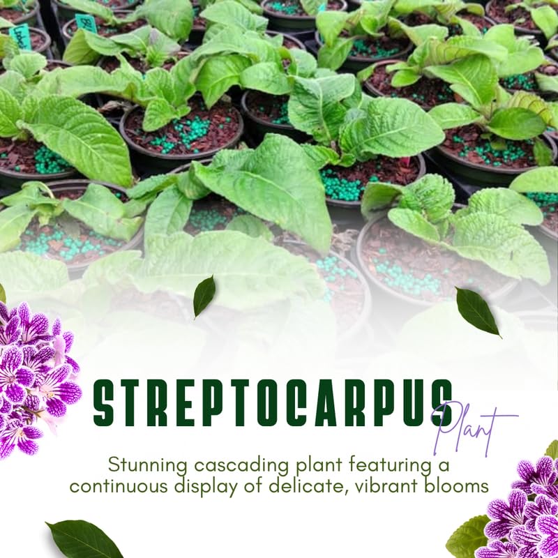 Streptocarpus Live Plant, 5-8" False African Violet Ladyslipper Primose Plant for Spring Planting, Indoor Outdoor Home Décor (Grape)