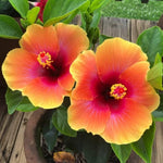 Hibiscus Plants Live, Hibiscus Plants Live, Easy to Plant, 7 to 13 Inch Tall, Hibiscus Tree Live Plant, Perennial Flower Tree, Sunset Hibiscus