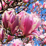 Jane Magnolia Tree, Dormant Magnolia Flowering Shrub Bush in 2.5'' Pot, Well Rooted Magnolia to Grow in Container, Garden