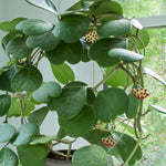 Kerii Hearts Hoya Live Plant 3-5 Inches Tall, Sweetheart Kerii Hoya Plant, Waxflower Vine Tropical Houseplant for Indoor Decor