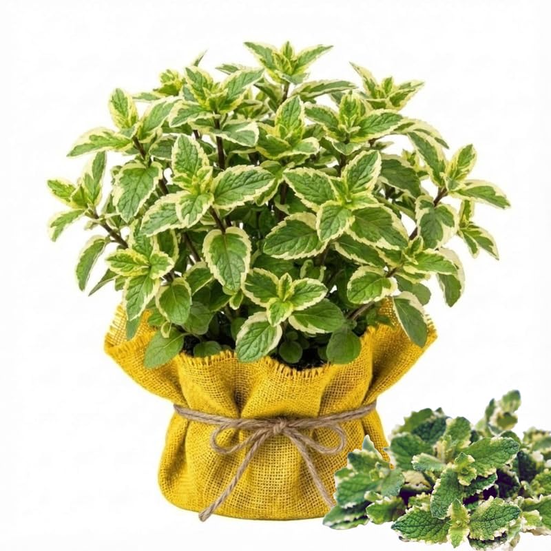 2 Pineapple Mint Plants Live Clumps Potted, Size 5-9" in Tall, Fresh Mints Herb for Indoor Outdoor Growing, Culinary Gardening, Cold Hardy and Fast-Growing