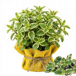 Big Clumps Pineapple Mint Plants Live in Pot, Well-Rooted Herb for Home Gardens, Heirloom Mint Indoor Outdoor, Fresh Mints