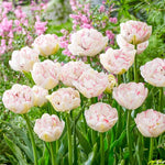 10 Double Peony Tulip Bulbs, Mixed Bulbs for Fall Planting, Indoor Outdoor Garden, Ready to Plant