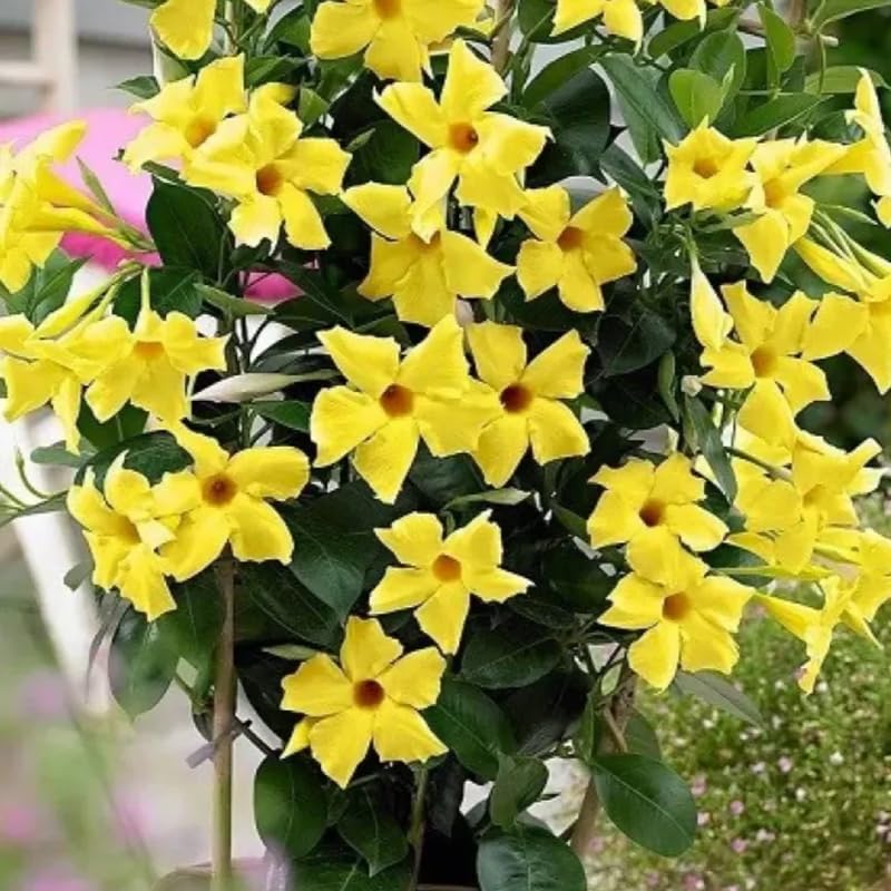 4 Yellow Mandevilla Plants, Flowering Mandevilla Vine, 4-6” Tall,Trailing Outdoor Plant for Trellises, Hanging Baskets, or Pots