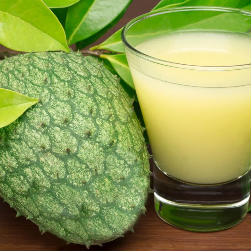 Soursop Tree Live Plant, Soursop Plant Live, Guanabana Tree Live Plants, 5 to 9 Inc Tall