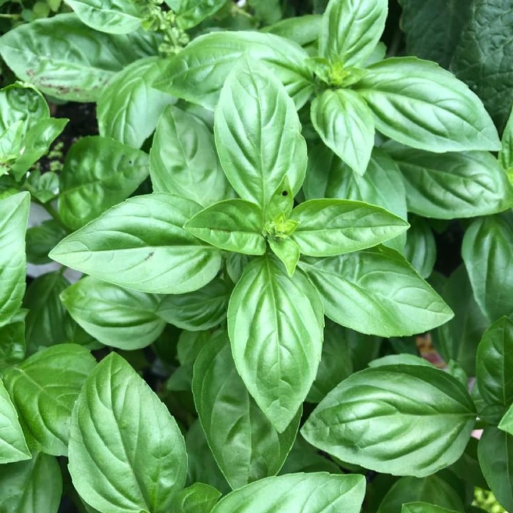 Sweet Basil Plants Live in 4 Inch Pot, 4-8” Tall Basil Herb Plant for Planting, Fragrant Large Leaf, 2 Plants per Pot