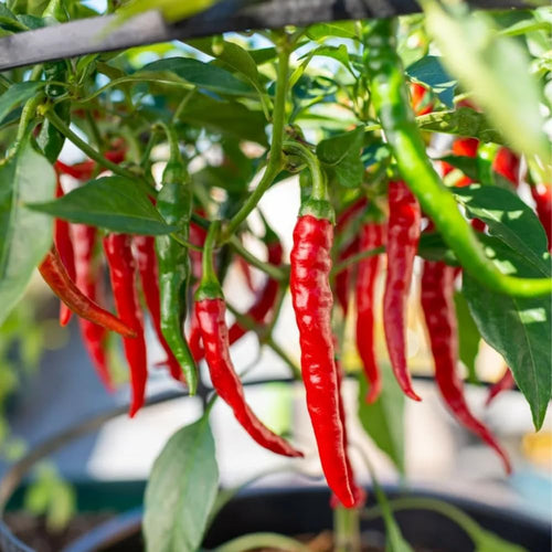 2 Long Thin Pepper Live Plants Per Pot, 100 Days Old Pepper Plant Well Rooted Seedlings, Hot Peppers for Year Round Harvesting