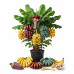 Random Banana Tree Live Plant, Edible Fruit, 4-6" Tall