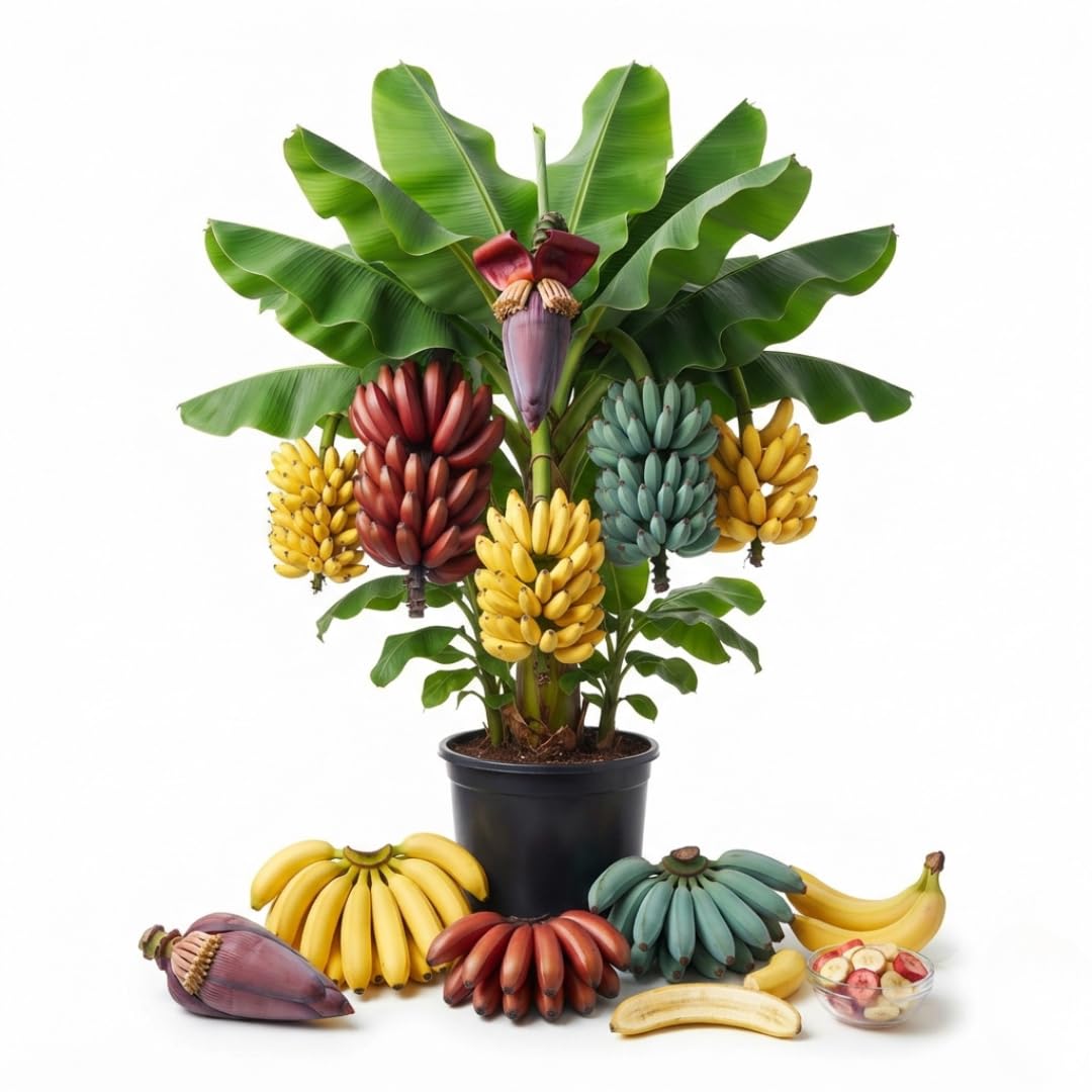 Random Banana Tree Live Plant, Edible Fruit, 4-6" Tall