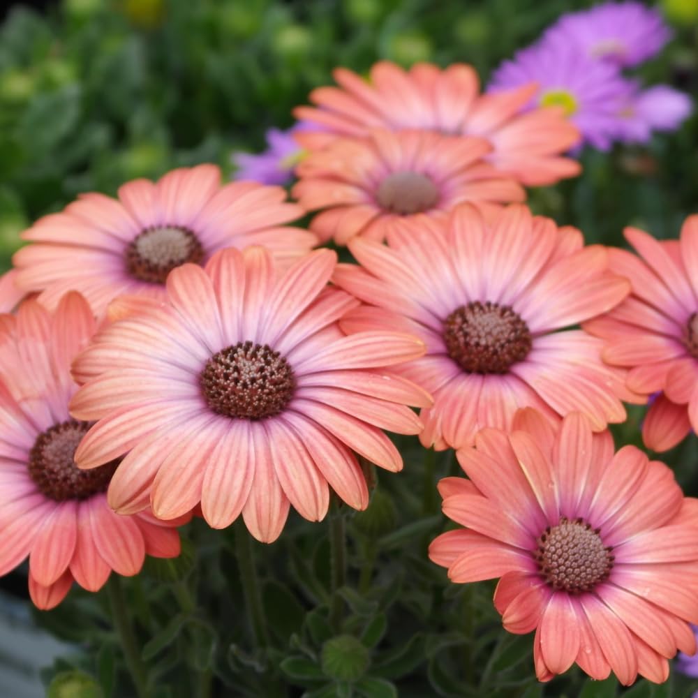 2 Mix Osteospermum African Daisy Plants, Perennial Daisy Flowers for Outdoor Planting 3-5 Inches (Coral)