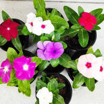 3 Vinca Flowers Plants Live, Minor Periwinkle Live Plants for Outdoor Planting, Random Bloom in 4 Inches Pot, Can Grow as Trailling Plant