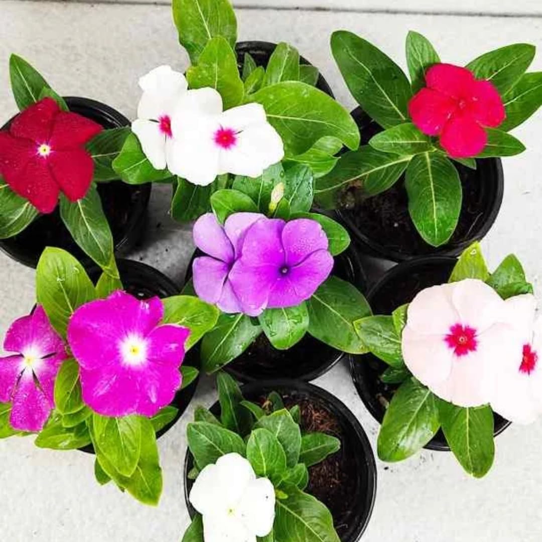 3 Vinca Flowers Plants Live, Minor Periwinkle Live Plants for Outdoor Planting, Random Bloom in 4 Inches Pot, Can Grow as Trailling Plant
