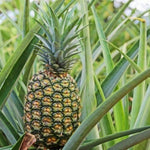 4 Gold Pineapple Trees Live Plants, Sweet Pineapple Fruit Plant Live 5 to 8 Inc Height, Tropical Pineapple for Outdoor
