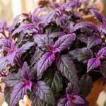 Pack 2 Purple Passion Plants, Gynura Purple Passion Plant Live, 4-6 Inc Tall, Easy Care Houseplant for Home and Office Decoration