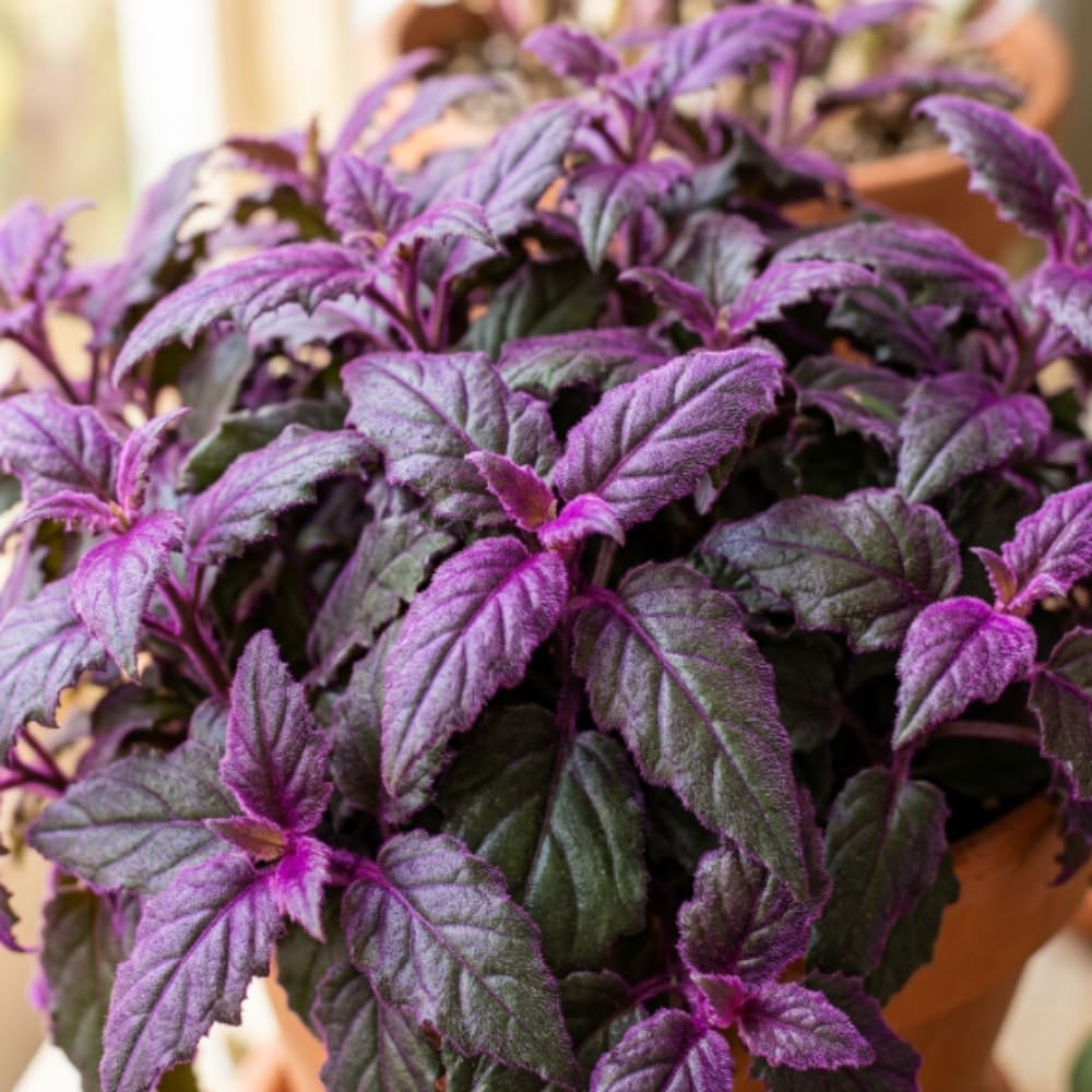 Pack 2 Purple Passion Plants, Gynura Purple Passion Plant Live, 4-6 Inc Tall, Easy Care Houseplant for Home and Office Decoration