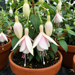 Set 2 White Fuchsia Plants Live 4-7 Inches Tall, Colorful Hanging Flower Plants for Patio, Garden and Containers