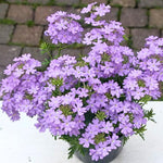Set of 2 Light Lavender Verbena Plant Live, Light Purple Verbena Live Plant, Purple Flower, 5-7 Inches in Height for Planting