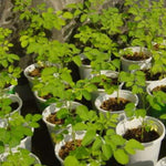 Moringa Tree Live Plant, Malunggay 6 to 8 Inc Tall Moringa Plants Live, Drumstick Horseradish Tree, Herb Moringa Plants to Plant Outdoor