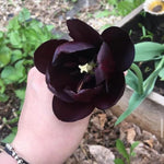 10 Mix Tulip Bulbs, Mixed Bulbs for Fall Planting, Indoor Outdoor Garden, Ready to Plant (Black Tulip)