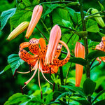 Set 5 Turk's Cap Lily Roots, Tiger Lily Bulbs, Vibrant Orange Flowering Bulbs for Growing Outdoor Garden