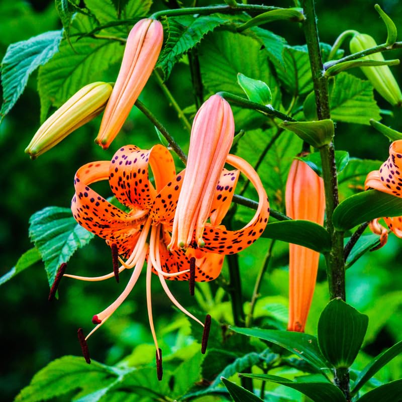 Set 5 Turk's Cap Lily Roots, Tiger Lily Bulbs, Vibrant Orange Flowering Bulbs for Growing Outdoor Garden