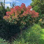 Hydrangea Bush Tree Plants Live, 5-9" Tall, No Pot, Dormant in Winter, Change Color Perennial Planting Indoor Outdoor, Long Lasting Blooms Flower (Pink White)