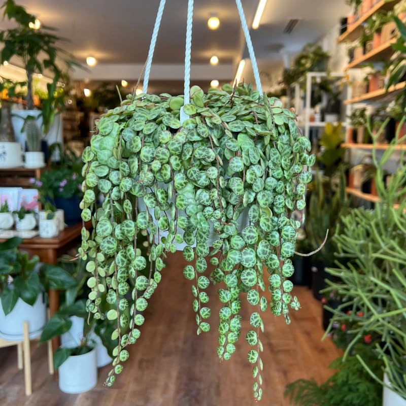 String of Turtles Live Plant, in Pot, Trailing Succulent Plant, Hanging Vine Live Indoor Houseplant