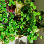 2 Green Swedish Ivy Plants Live for Planting Indoor Outdoor 4-8 Inch Tall, Plectranthus Swedish Ivy Mint Herbs Starter Plants