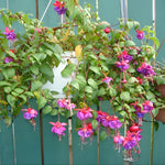 Purple Fuchsia Plant Live 4'' Pot, Hardy Flowering Fuchsia Starter 3-6'' Tall, Hanging Basket or Patio Garden Plants, 2 Plants per Pot
