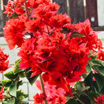 Sets 3 Climbing Bougainvillea Plants Live for Full Sun Trellis Tree, Shrub or Vine Bougainvillea Vibrant Bloom, Very Hardy, 5-9" Tall, Vivid Red