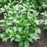 15 Basil Live Plants, Green Basil Plants Live for Planting, from 5 Inches Tall