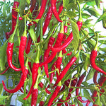 Red Pepper Plants Live for Planting, in 4" Pot, Hot Chili Pepper for Indoor and Outdoor Growing