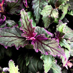 Gynura Purple Passion Plant Live, Gynura Aurantiaca Purple Velvet Passion Live Plants, 4-9 Inch Tall, 2 Starter Plants