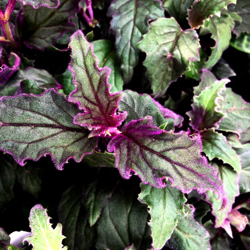 Gynura Purple Passion Plant Live, Gynura Aurantiaca Purple Velvet Passion Live Plants, 4-9 Inch Tall, 2 Starter Plants