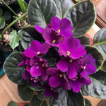 African Violet Live Plant in 4" Pot, Purple African Violets Plants Houseplant Well-Rooted, Indoor Outdoor Blooming, Holiday Flower Bush