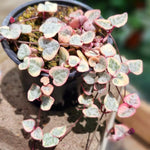 Ceropegia Woodii Variegated String of Hearts Live Plant, in Pot, Trailing Succulent Plant, Hanging Vine Live Indoor Houseplant