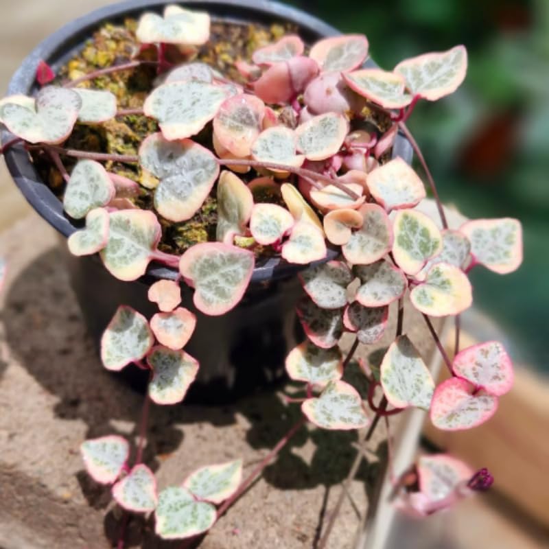 Ceropegia Woodii Variegated String of Hearts Live Plant, in Pot, Trailing Succulent Plant, Hanging Vine Live Indoor Houseplant
