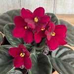 African Violet Live Plant in 4" Pot, Red African Violets Plants Houseplant Well-Rooted, Indoor Outdoor Blooming, Holiday Flower Bush