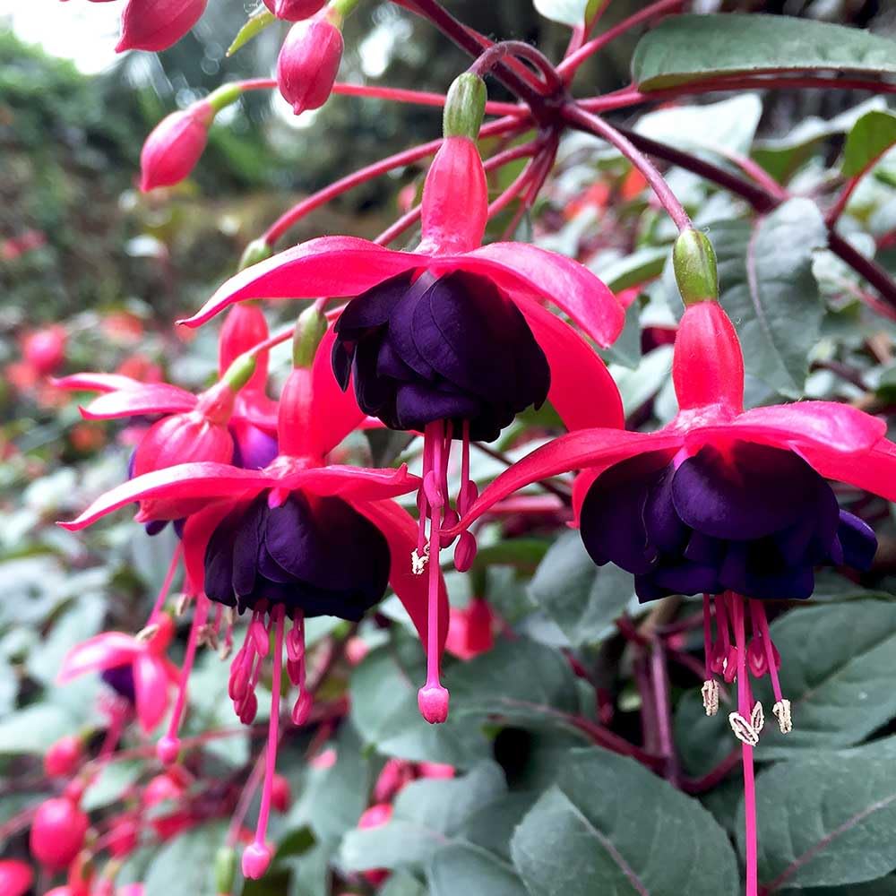 2 Fuchsia Live Plants, Fuchsia Flower Perennial for Outdoor Garden 3 to 5 Inches (Black)