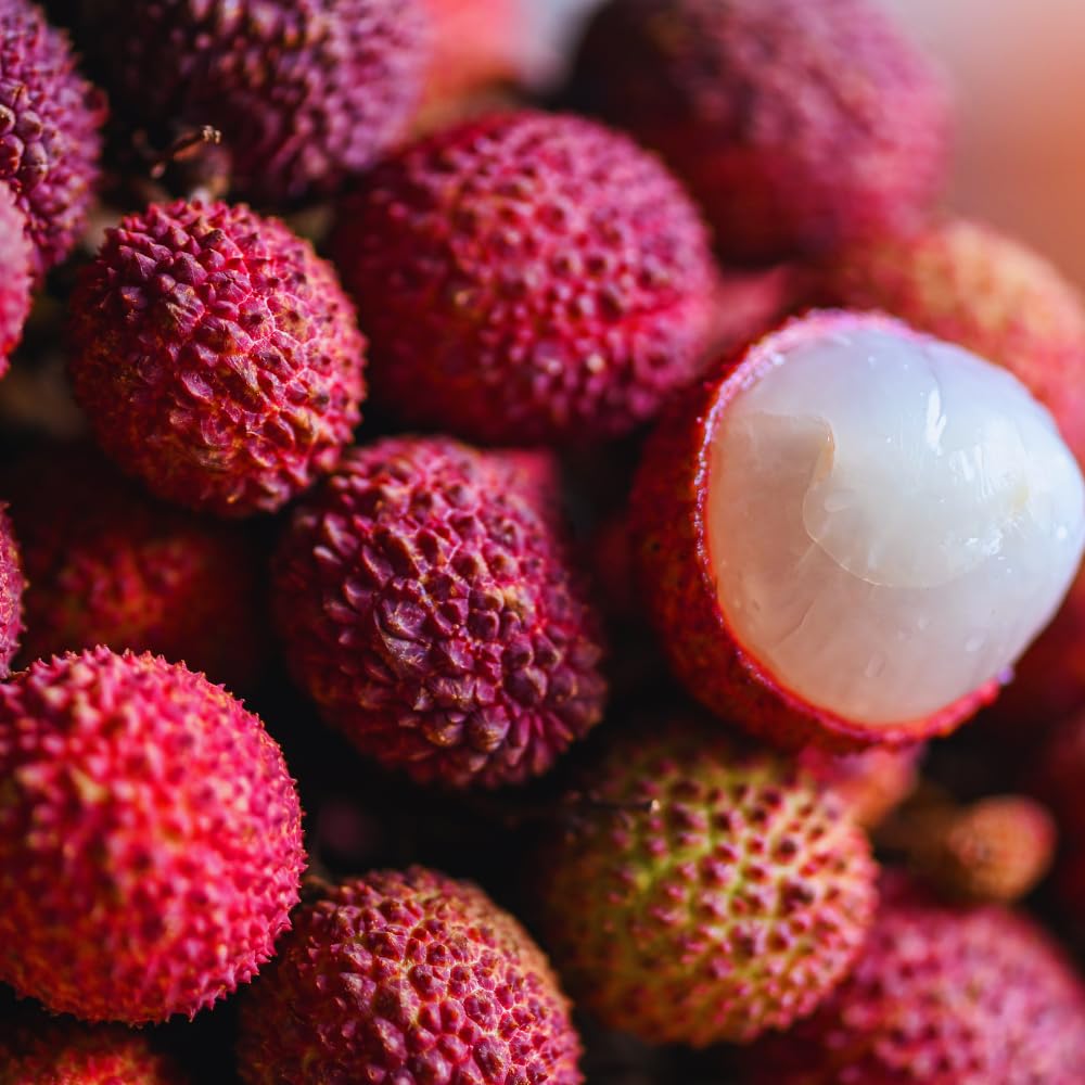 Lychee Plant Live Seedling from 5 to 8 Inc Tall, Lychee Tree Plant Seedling, Sweet Fruit Garden